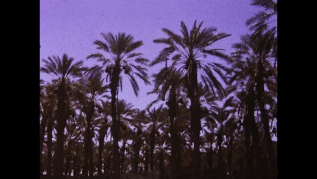 United States 1981, Palm forest