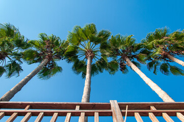 Palm tree and sky.