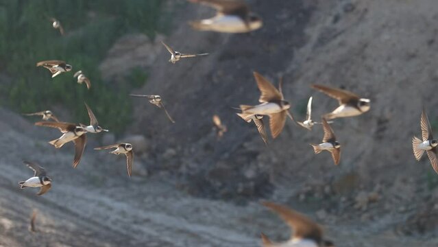 flock of swallows slow motion flying at dawn