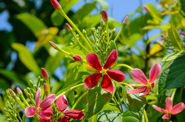 Combretum indicum Rangoon Creeper