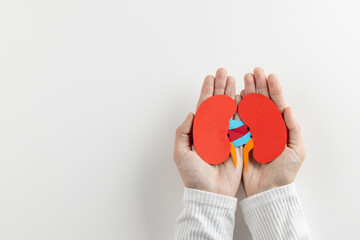 Composition of hands holding kidneys on white background with copy space