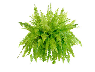 Boston fern (Nephrolepis exaltata Bostoniensis) growing in pot. Beautiful fresh green Common sword ferns hang on the wall for office or home decoration, green houseplant isolated on white background - obrazy, fototapety, plakaty