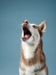 Obraz premium husky on a blue background catches food. Beautiful dog in the studio
