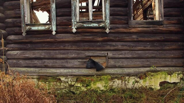 Remains of a destroyed rural wooden house. Abandoned log building, aftermath of war, bombing or rocket attacks, gloomy view. Old ruins are abandoned by people in evacuation. UHD 4K.