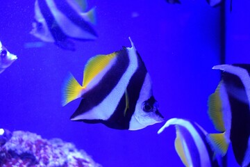 Heniochus is a genus of marine ray-finned fish, butterflyfishes from the family Chaetodontidae. 