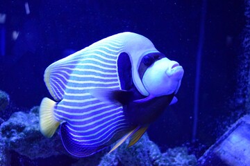 Marine angelfish are perciform fish of the family Pomacanthidae. They are found on shallow reefs in...
