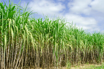 the sugar cane fields are lush with blue sky and clouds