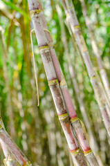 close up of sugar cane with leaves in sugarcane plantation