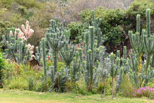 Leucadendron argenteum or silver tree in Kirstenbosch National Botanical Garden, Cape Town, South Africa