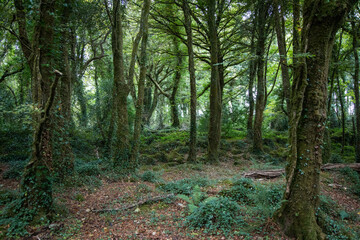 moosiger grüner Wald in Irland