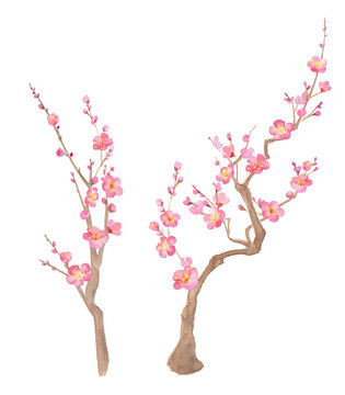上に伸びる梅の花の水彩イラスト。紅梅。お正月飾り。（透過背景）
