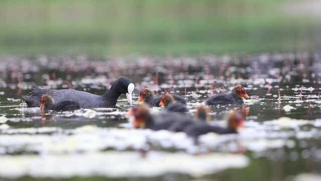 mother coot feeds her chicks on the lake