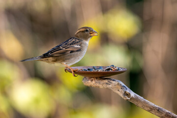 Haussperling (weibl.)