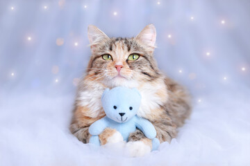 Merry Christmas. Cat lies with a blue teddy bear and looks at the camera. Christmas holidays and New Year concept. Kitten on a blue background with sparkling lights or stars. Xmas. Pet care. Cute Cat 