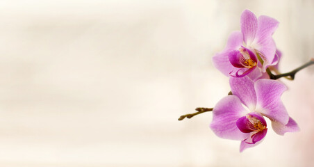 pink orchid flowers on a white blurred background with a place for text in the form of a banner