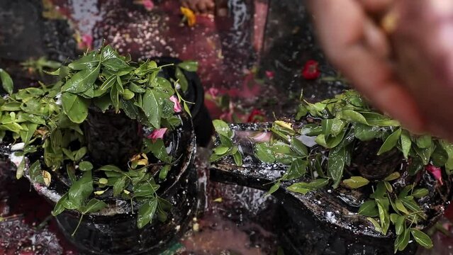 Closeup of hands performing puja with water and bilwa patra leaves