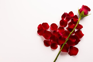 Composition of rose and petals on white background
