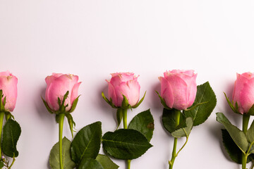 Composition of roses on white background