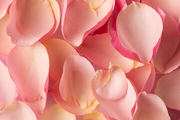 Fototapeta premium Composition of close up of rose petals