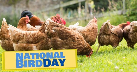 Composite of flock of chickens on grassy field in farm and national bird day text