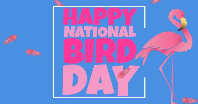 Fototapeta Illustration of happy national bird day text in frame with flamingo and feathers on blue background
