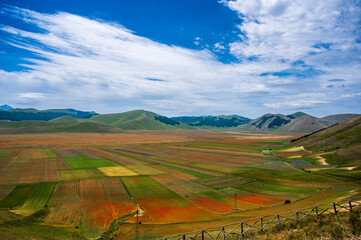 Flowering in the lentil fields in Castelluccio di Norcia