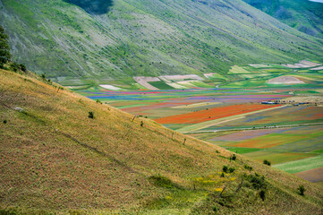 Flowering in the lentil fields in Castelluccio di Norcia