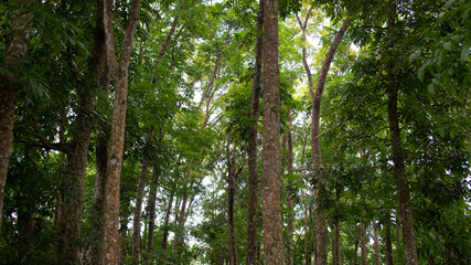 trees in a tropical rainforest