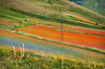 Flowering in the lentil fields in Castelluccio di Norcia