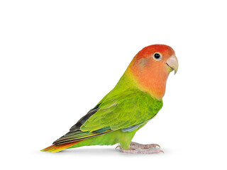 Fototapeta na wymiar Peach faced Lovebird aka Agapornis bid, sitting on flat surface. Isolated on a white background.