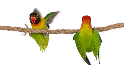 Cute pair of Lovebirds aka Agapornis, hanging on a rope. Showing back and belly. Isolated on a white background.