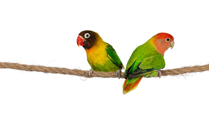 Cute pair of Lovebirds aka Agapornis, sitting together on a rope. Isolated on a white background.