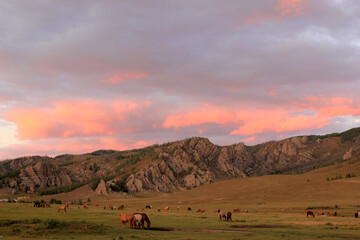 Fototapeta na wymiar Horses in Gorkhi-Terelj National Park, Mongolia