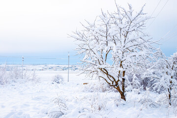 Beautiful winter rural landscape. Land covered with snow in the countryside