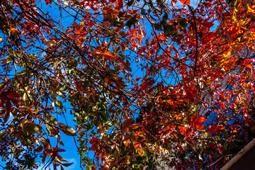 red leaves against the sky