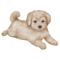Poodles watercolor dog