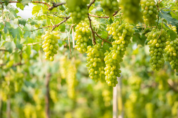 Green grapes on the vine in the vineyard. Vine and bunch of white grapes in garden the vineyard....