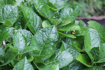 若々しく生い茂る葉っぱ達