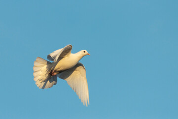white sacred dove of peace flies on blue sky