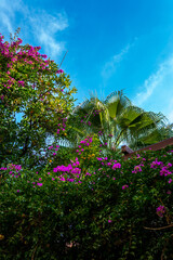 pink flowers and sky