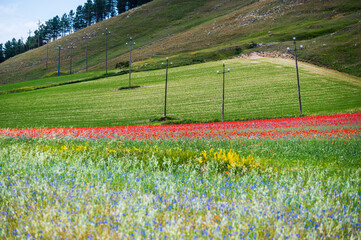 Flowering in the lentil fields in Castelluccio di Norcia