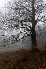 One deciduous tree without leaves is in a forest in autumn in fog. Vertical