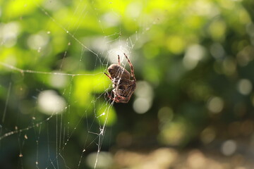 korean spider