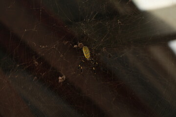 korean spider