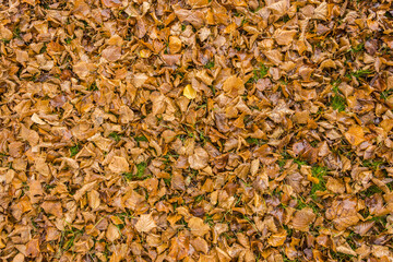Nature ground texture with dead leaves on the grass during fall season