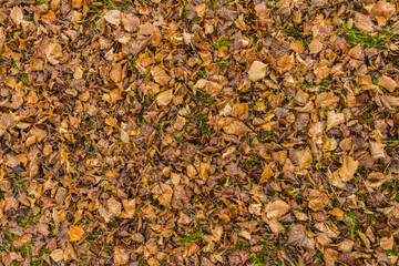 Nature ground texture with dead leaves on the grass during fall season