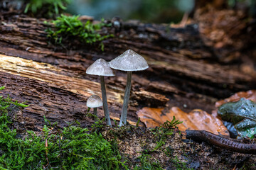 Pilze im Wald im Herbst