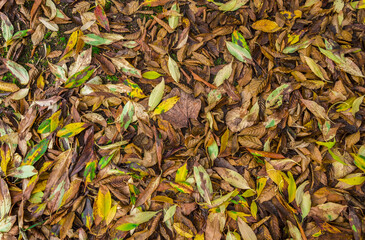 Nature ground texture with dead leaves on the grass during fall season