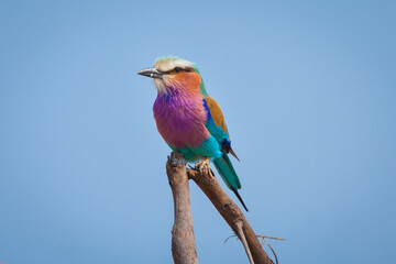 Portrait of a Lilac-breasted Roller (Coracias caudata) perched on a branch of a tree against blue sky.