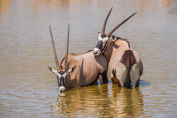 Two Gemsboks (Oryx gazella) cool off in a waterhole, Namibia